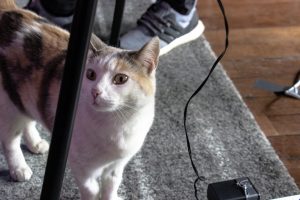Gato-01